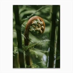 Fern Spiral Canvas Print