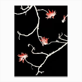 Coral Tree Canvas Print