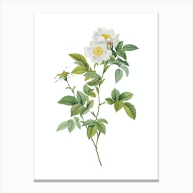 Vintage White Anjou Roses Botanical Illustration on Pure White n.0495 Canvas Print