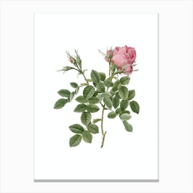 Vintage Dwarf Damask Rose Botanical Illustration on Pure White n.0260 Canvas Print