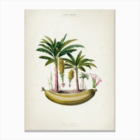 Vintage Denisse 6 Musa Banana Canvas Print