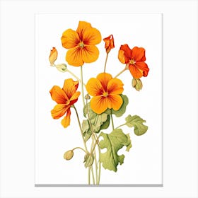 Nasturtiums Flower Vintage Botanical 0 Canvas Print