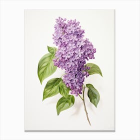 Lilacs Flower Vintage Botanical 2 Canvas Print