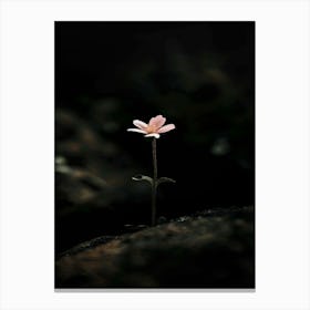 Single Flower In The Dark 78 Canvas Print