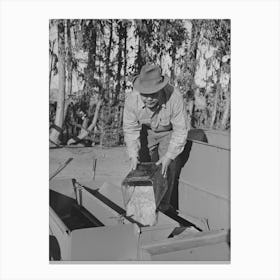 Salinas, California, Putting Seed Into The Planter Used In Guayule Nursery Of The Intercontinental Rubber Producers By 1 Canvas Print