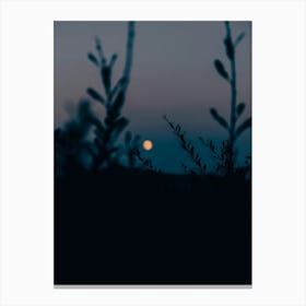 Moonlight Canvas Print