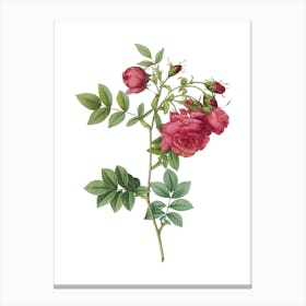 Vintage Turnip Roses Botanical Illustration on Pure White n.0607 Canvas Print