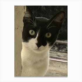 Black And White Cat Canvas Print