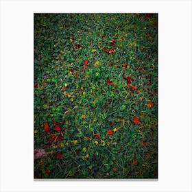 Grass Nature Meadow Canvas Print