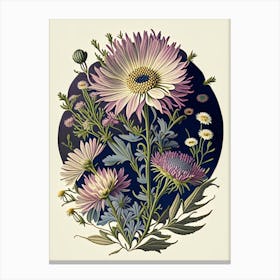 Asters Wildflower Vintage Botanical 1 Canvas Print