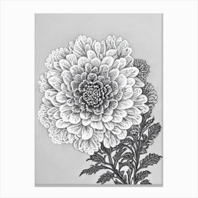 Queen Anne's Lace B&W Pencil 2 Flower Canvas Print