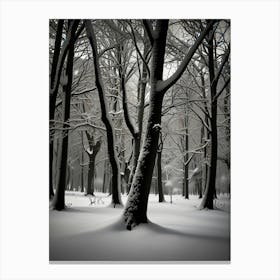 Winter Forest 6 Canvas Print