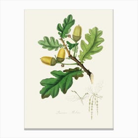 Vintage Botanical John Stephenson and James Morss Churchill Art Print_2731665 Canvas Print