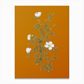 Vintage Hedge Rose Botanical on Sunset Orange n.0789 Canvas Print
