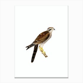 Vintage Eurasian Sparrowhawk Bird Illustration on Pure White n.0041 Canvas Print