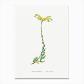 Sedum Altiffimum, Pierre Joseph Redoute Canvas Print