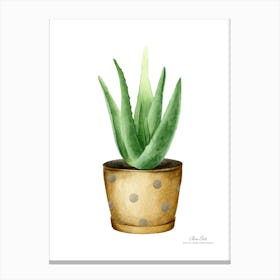 Aloe vera plant. Green plant. Beautiful plant. Thorns plant. Aloe vera flowers.8 Canvas Print