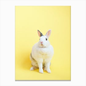 Rabbit On A Yellow Background Canvas Print