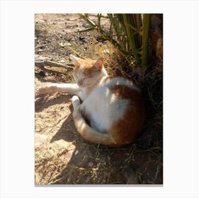 Cat Sleeping In The Sun Canvas Print