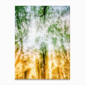 Canopy Of Light 1 Canvas Print