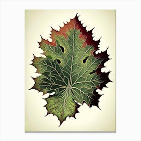 Maple Leaf Vintage Botanical 2 Canvas Print