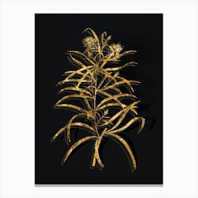 Vintage Narrow Leaved Spider Flower Botanical in Gold on Black n.0487 Canvas Print