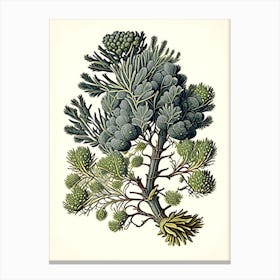 Juniper Herb Vintage Botanical Canvas Print