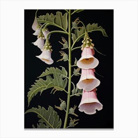 Flower Illustration Foxglove 2 Canvas Print