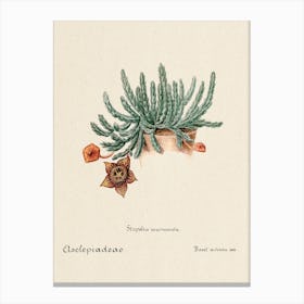 Starfish Cactus, Familie Der Cacteen 1 Canvas Print