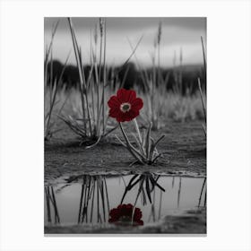 Flower In A Puddle Canvas Print