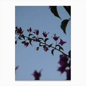 Bougainvillea Canvas Print