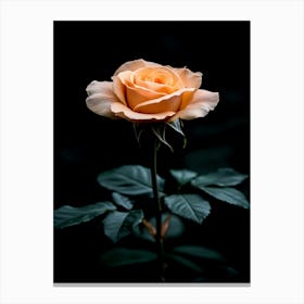 Peach Rose 17 Canvas Print