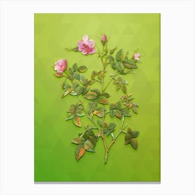 Vintage Pink Flowering Rosebush Botanical Art on Love Bird Green n.0895 Canvas Print