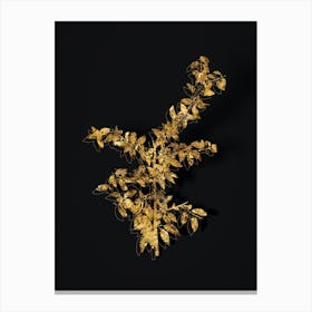 Vintage Rock Buckthorn Botanical in Gold on Black n.0129 Canvas Print