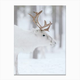 Beautiful white reindeer | Swedish Lapland Canvas Print