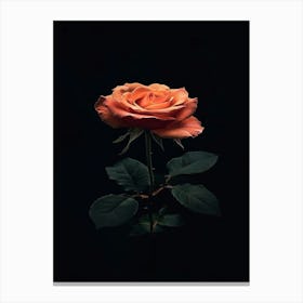 Rose On A Black Background 23 Canvas Print