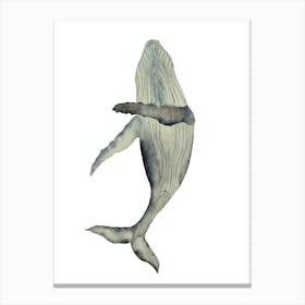 Whale Canvas Print