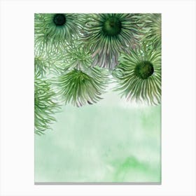 Giant Plumose Anemone II Storybook Watercolour Canvas Print