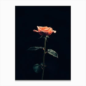 Single Rose On Black Background 61 Canvas Print