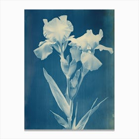 Iris Dream Canvas Print