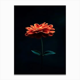 Single Flower On Black Background 1 Canvas Print