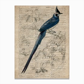 Magpie Jay Dictionnaire Universel Dhistoire Naturelle Canvas Print