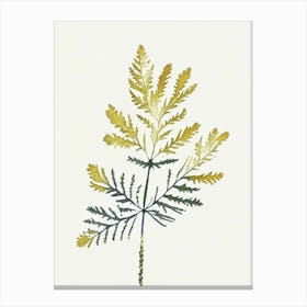 Tansy Leaf Minimalist Watercolour 1 Canvas Print