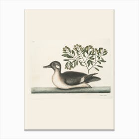 Duck On A Branch Canvas Print