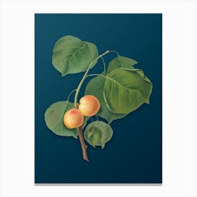 Vintage Yellow Apricot Botanical Art on Teal Blue n.0969 Canvas Print