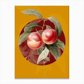 Vintage Botanical Peach on Circle Red on Yellow n.0255 Canvas Print