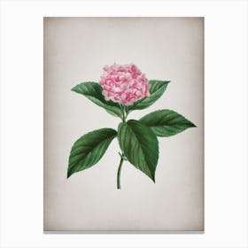 Vintage French Hydrangea Botanical on Parchment n.0755 Canvas Print