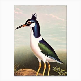 Lapwing James Audubon Vintage Style Bird Canvas Print
