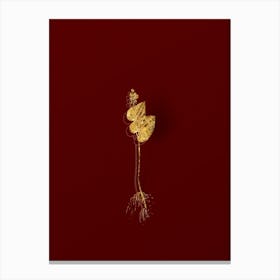 Vintage Mayanthemum Botanical in Gold on Red n.0450 Canvas Print