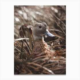 Duck In The Reeds Canvas Print